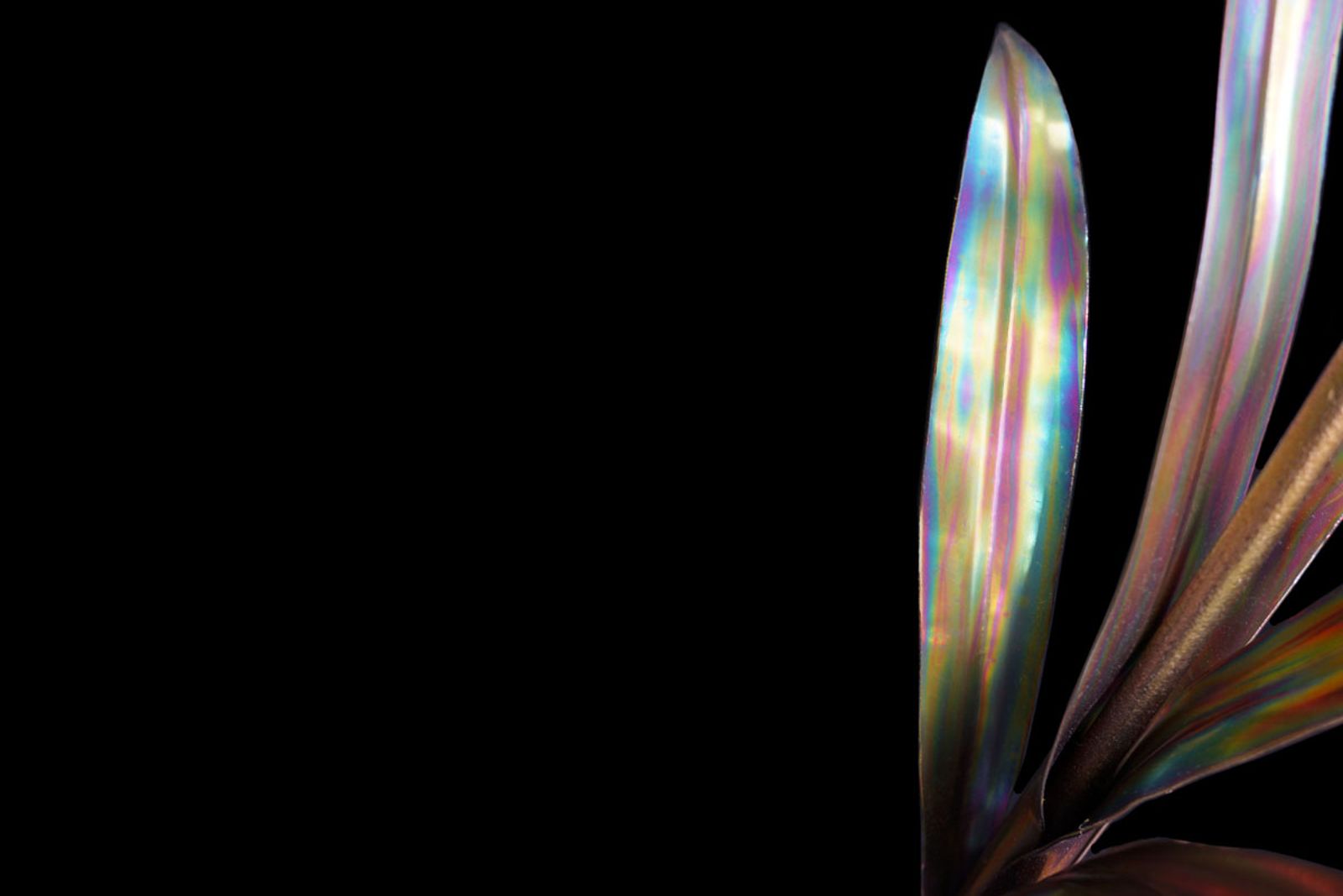 Leaf detail of stainless steel daffodil sculpture, torch-painted in greens, magentas and golds with bead-rolled center vein for a natural look.