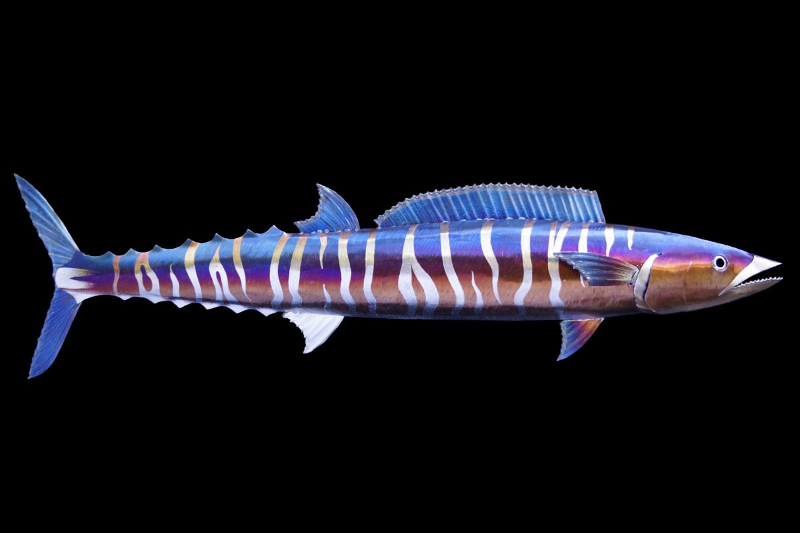 Wahoo Metal Sculpture by Aiden Dale