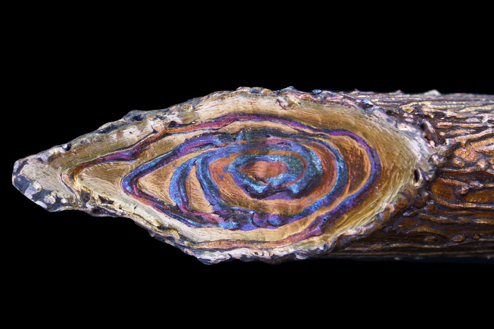 Close up of the end of the large dogwood sculptures branch to show the growth rings.