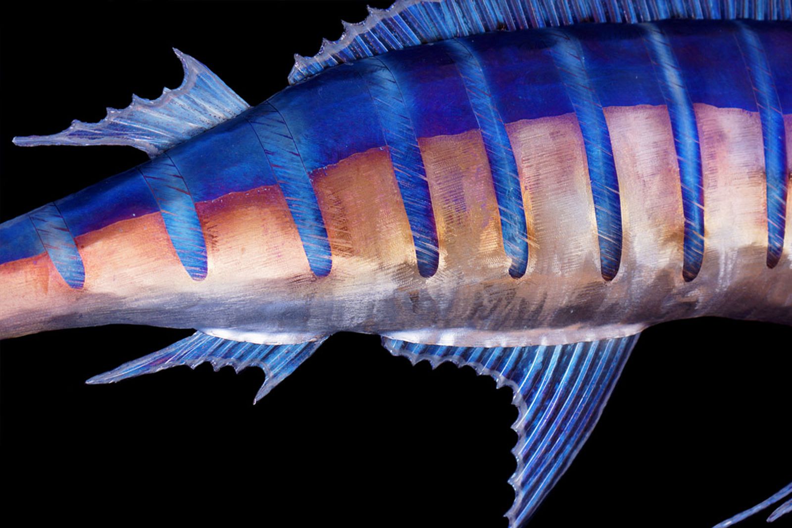 Close up of body of steel marlin sculpture