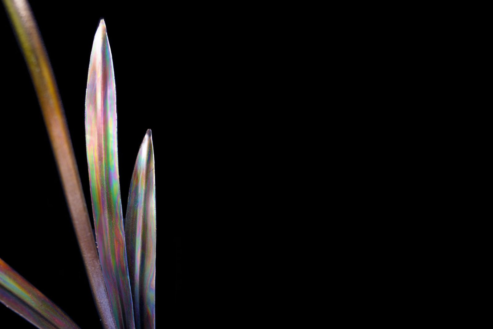 Torch-colored stainless steel leaves of the golden daffodil sculpture.