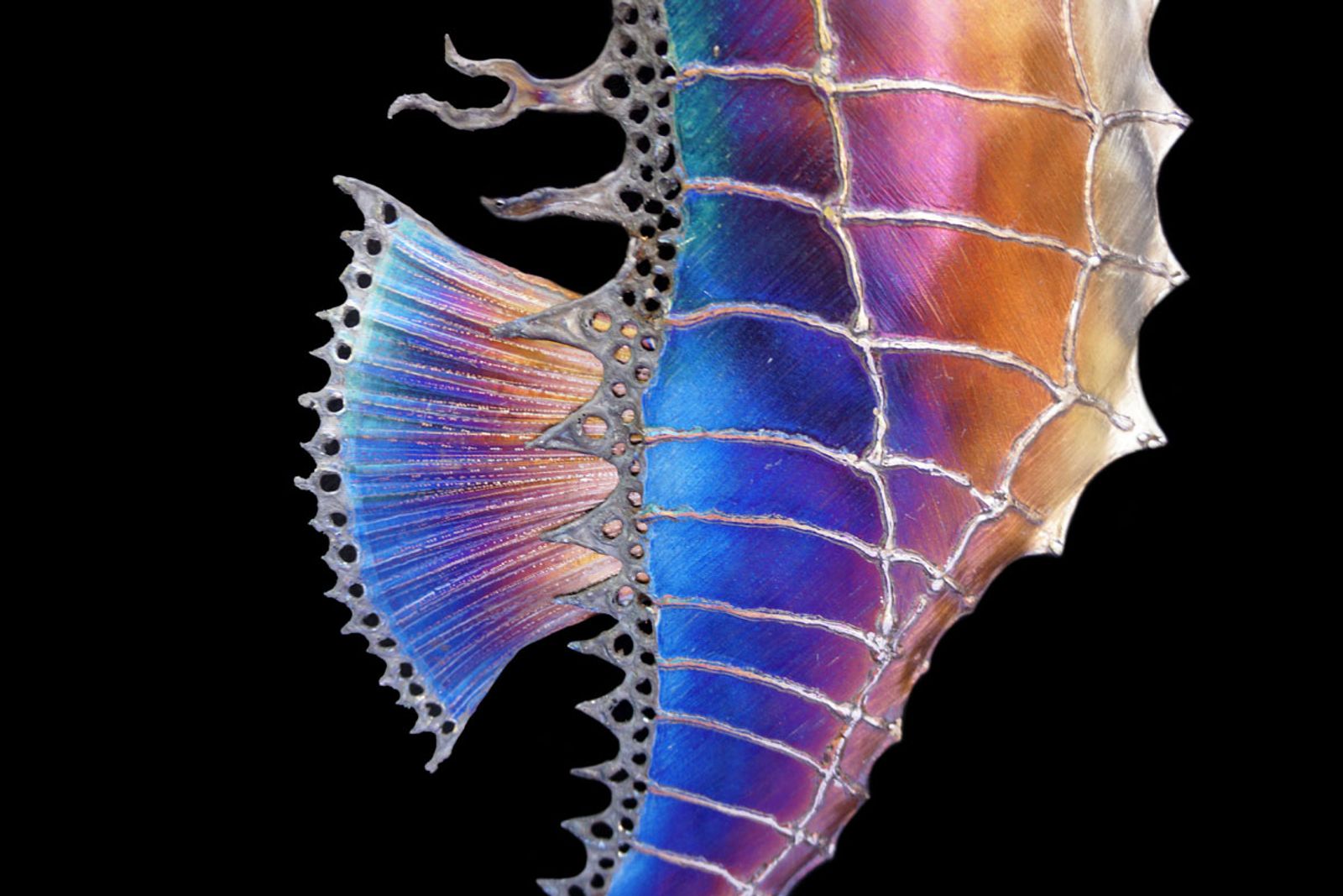 Closeup of spiny seahorse sculptures back fin and belly.