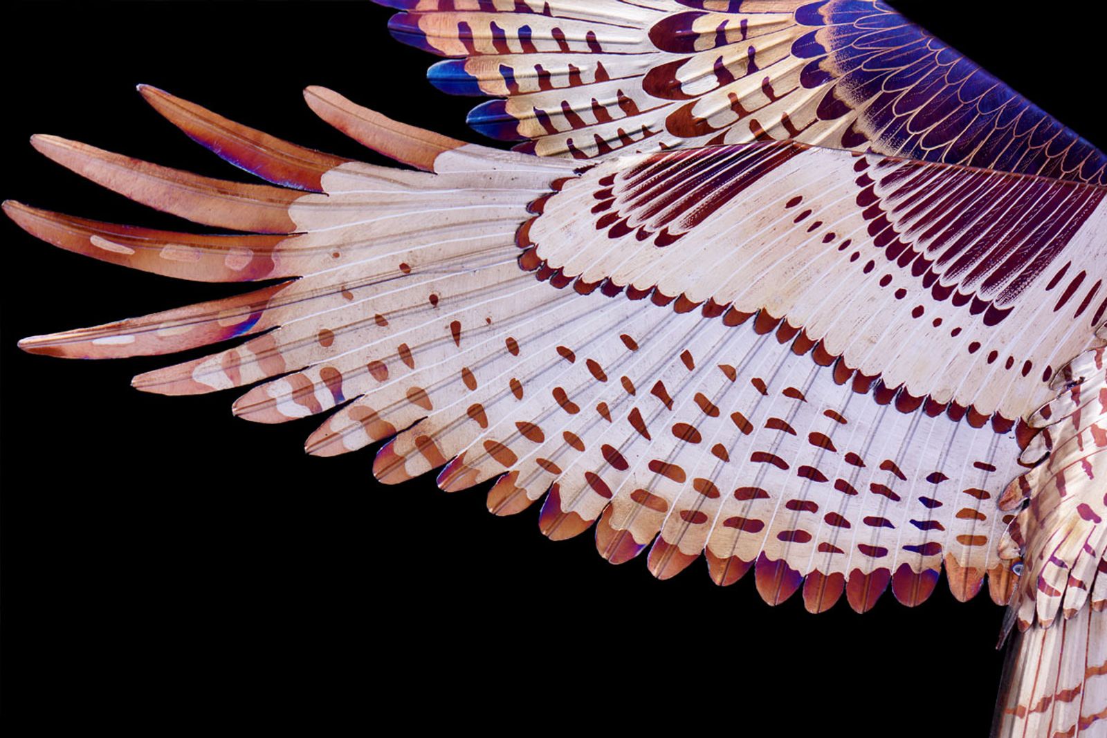 Close up of wing detail from steel red tailed hawk sculpture