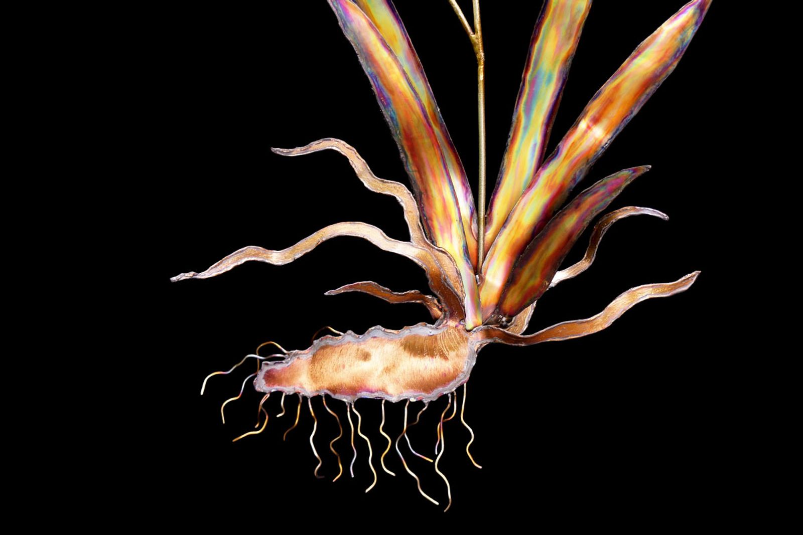 Steel iris sculpture root and rhizome close up