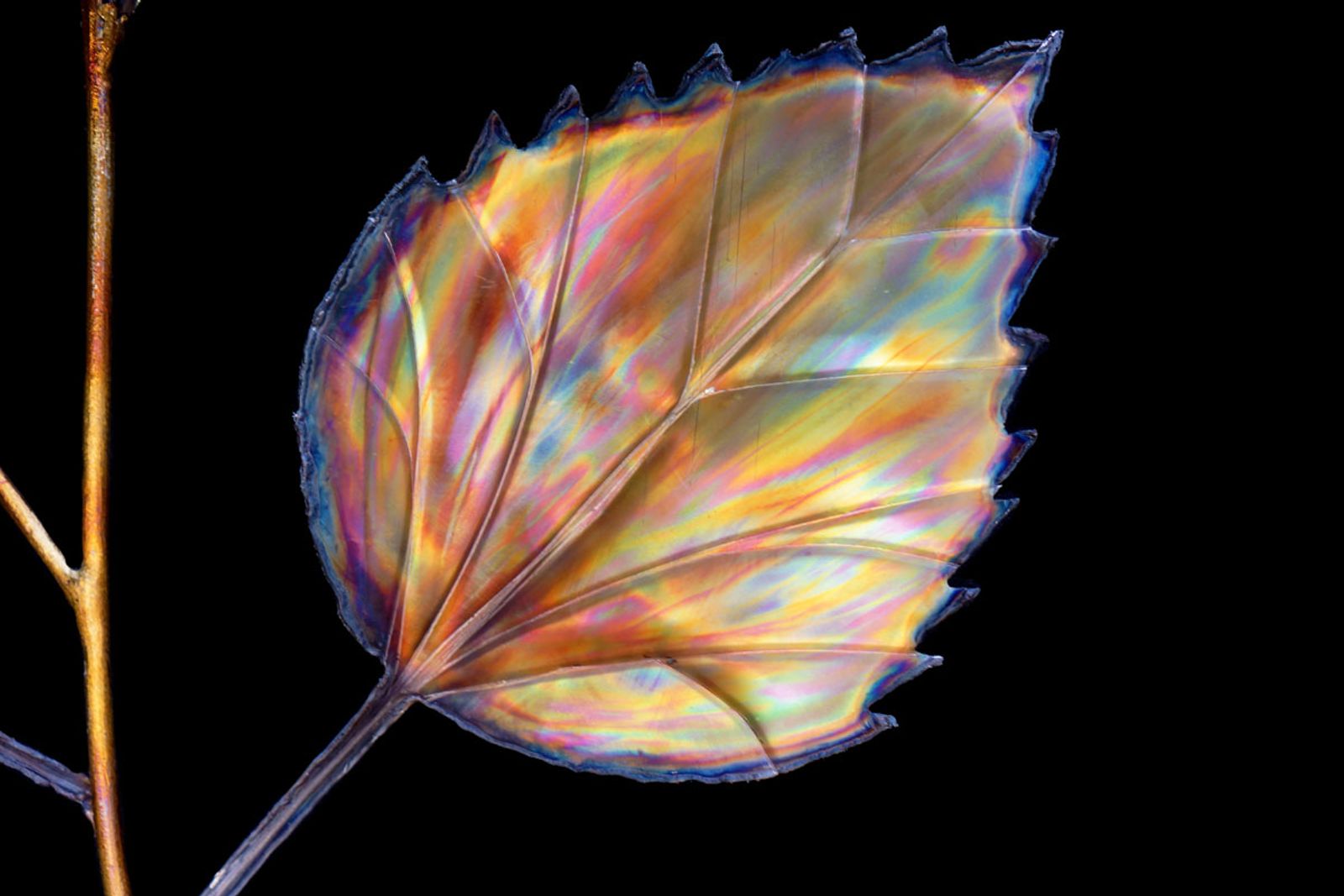 Metal hibiscus leaf close up