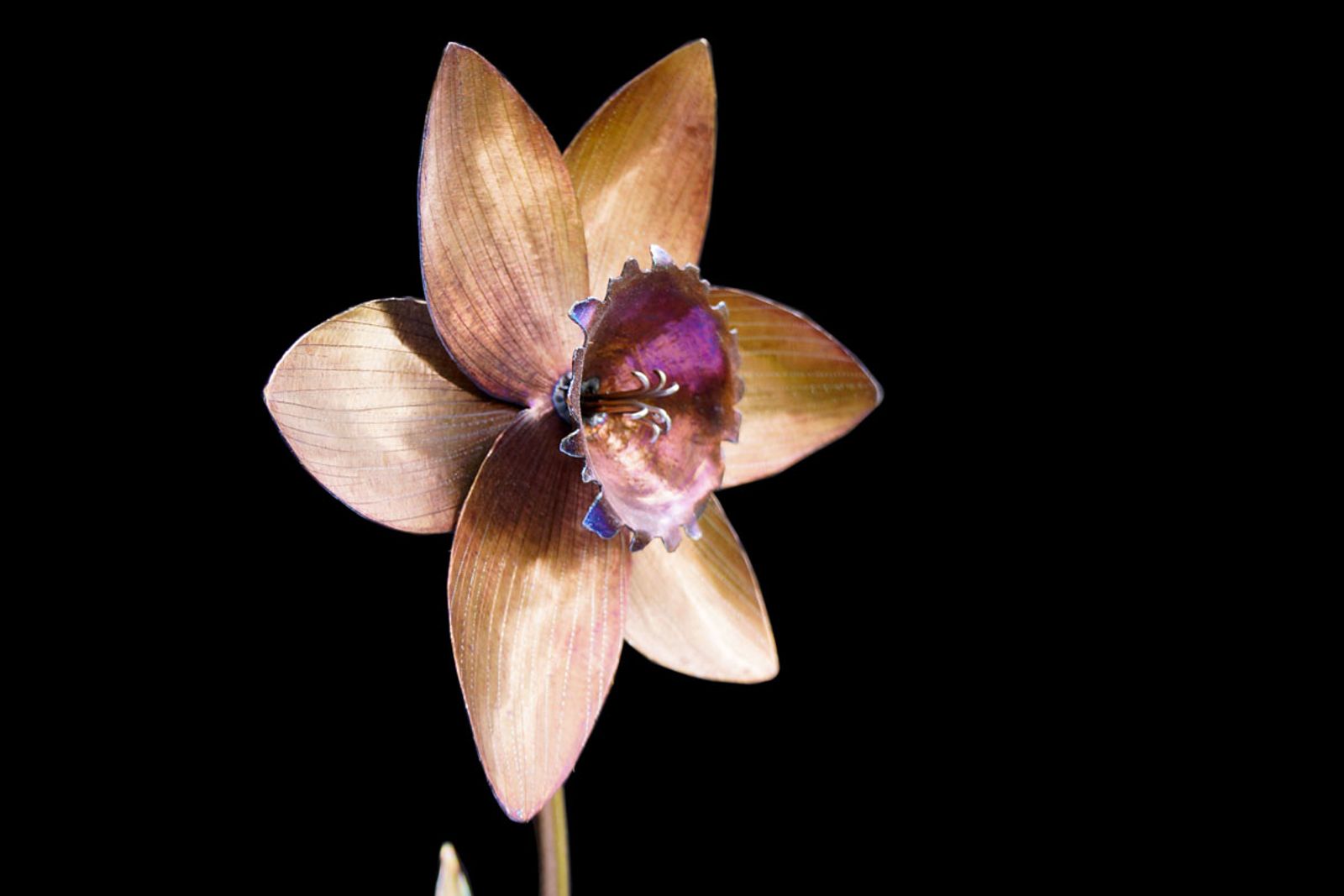 Angled close-up of the daffodil bloom in stainless steel, highlighting depth, layered petals, and glowing gold heat coloration.