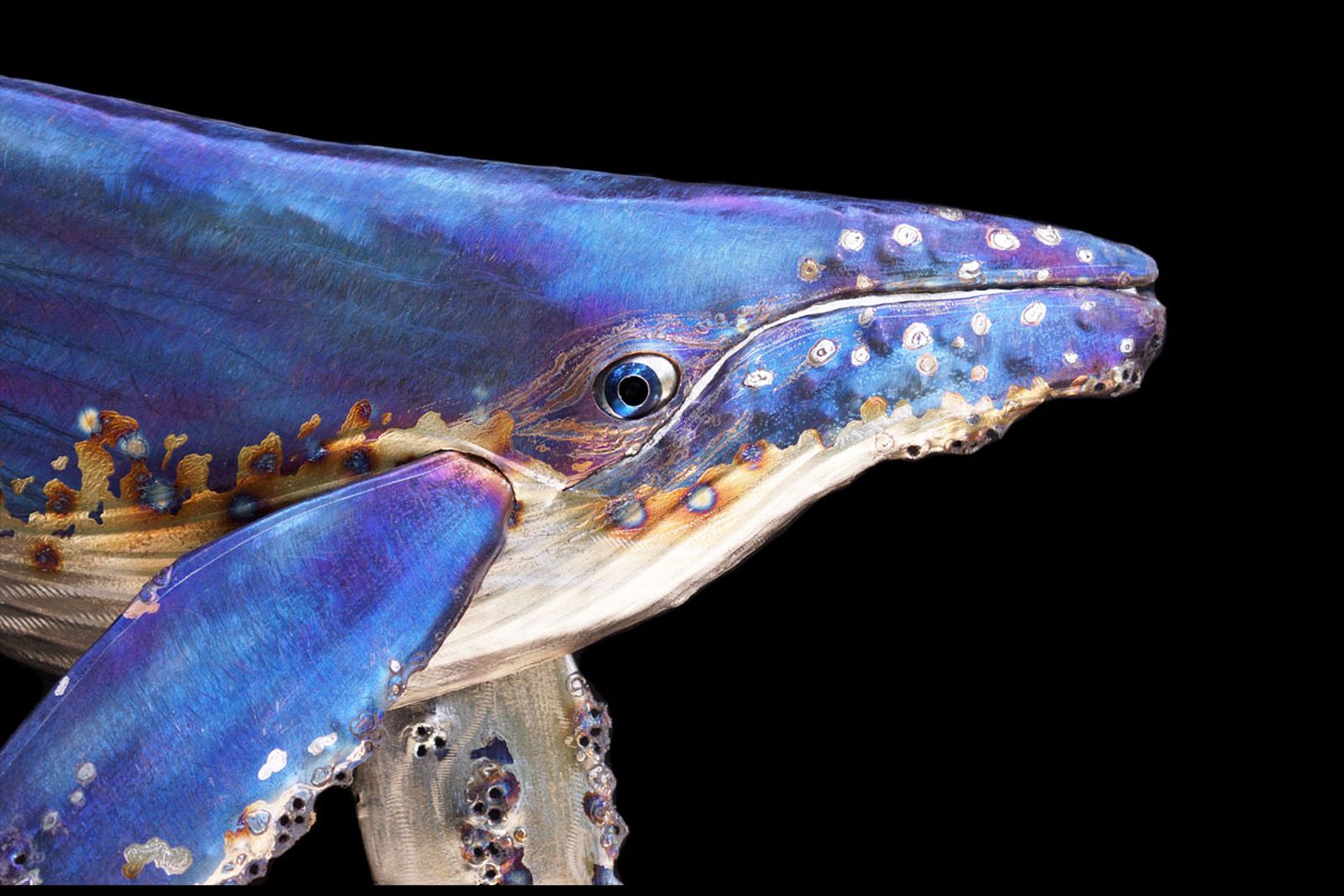 Head close up from metal humpback whale sculpture