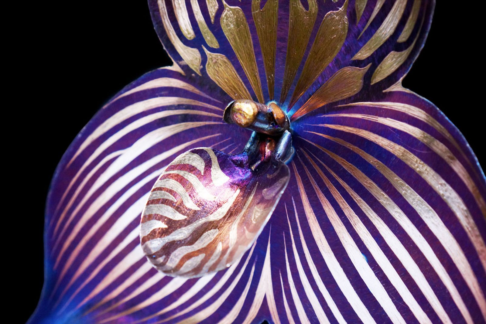 Dracula orchid detail shot.