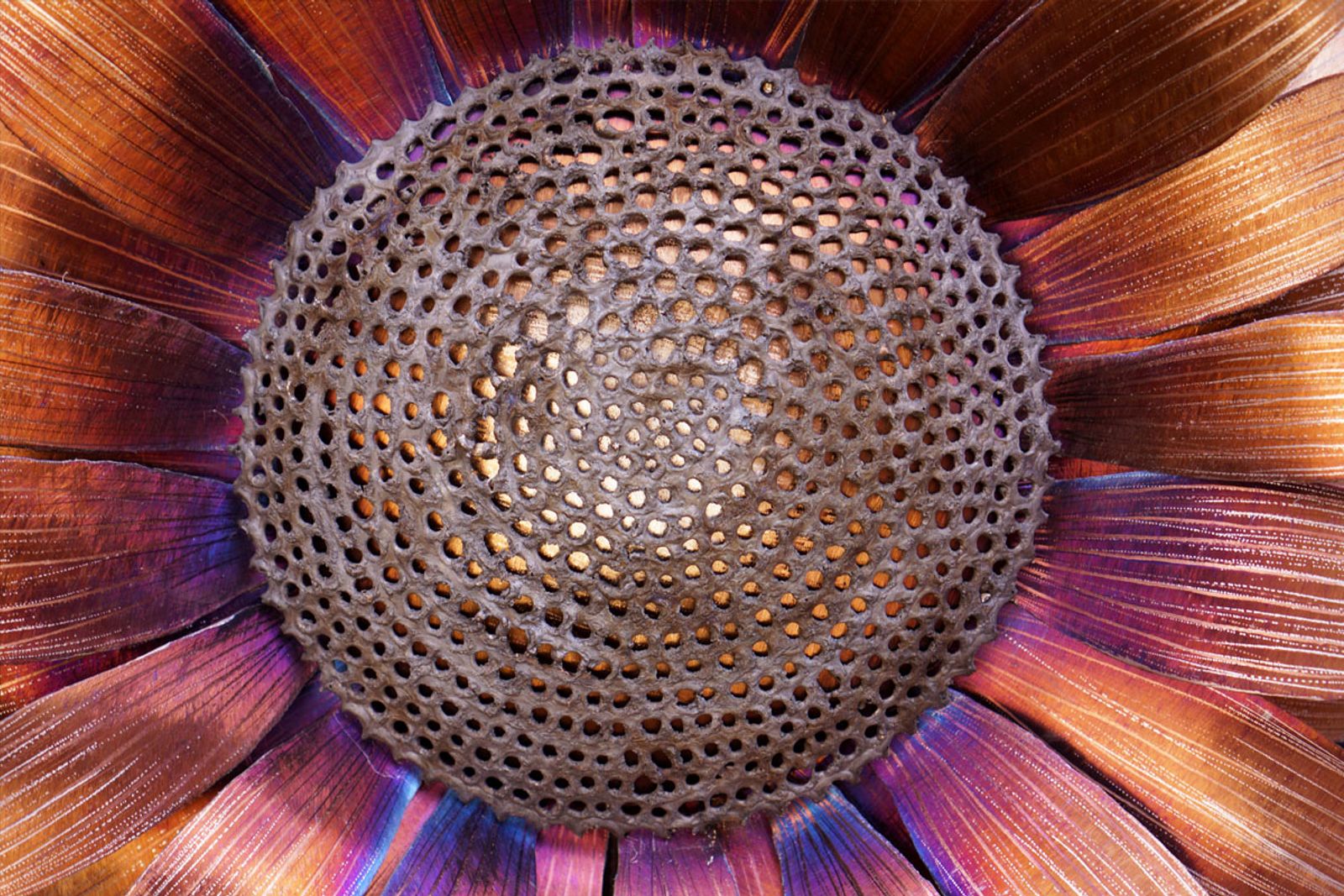 Super close up of seeds on metal sunflower sculpture