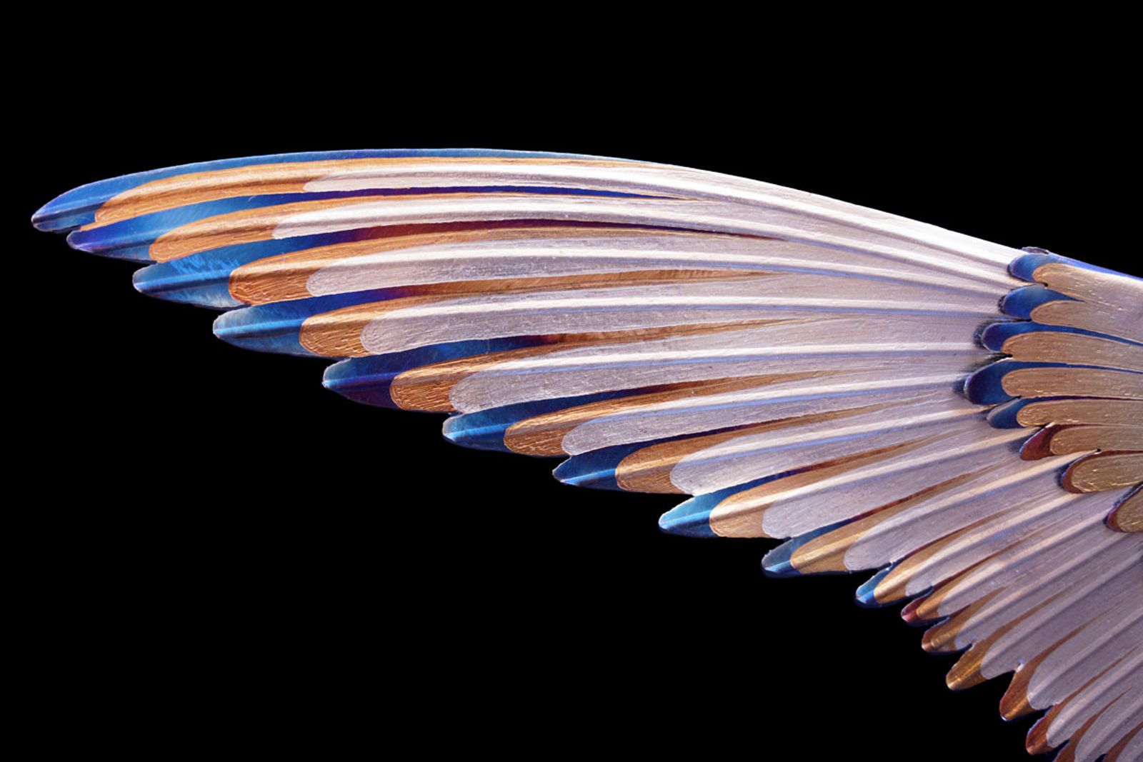 Black skimmer sculpture wing detail shot.