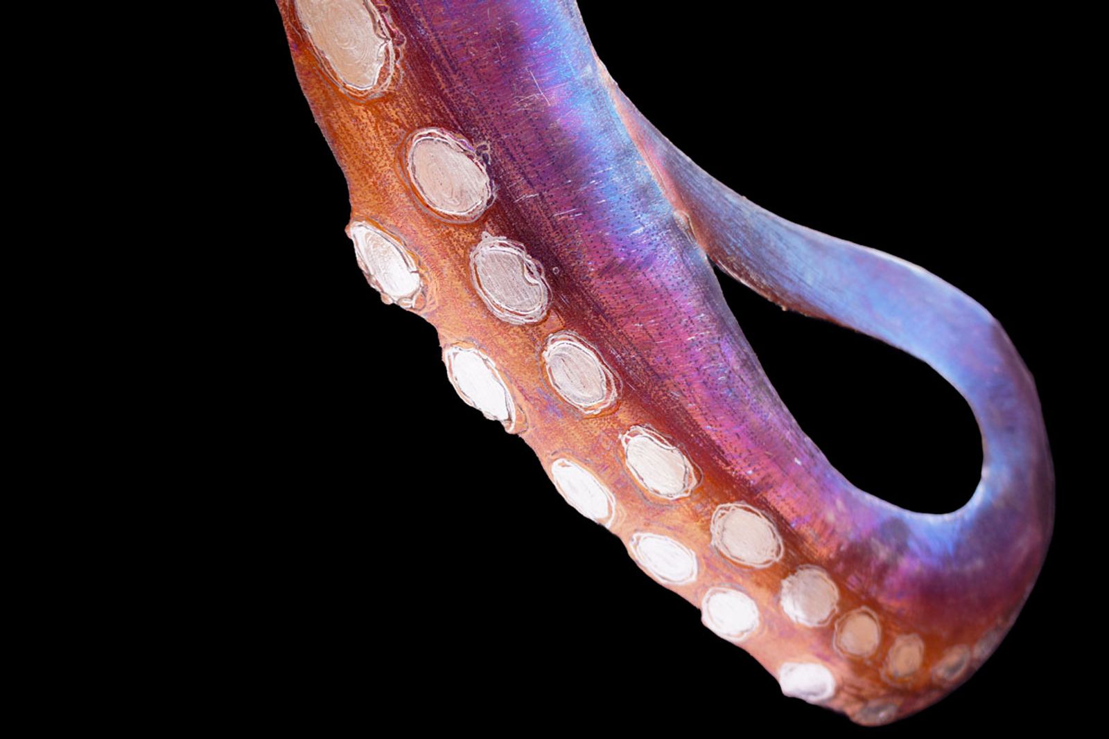 Detail of octopus tentacle showing hand-ground stainless steel suction cups and torch-colored fades from gold to blue.