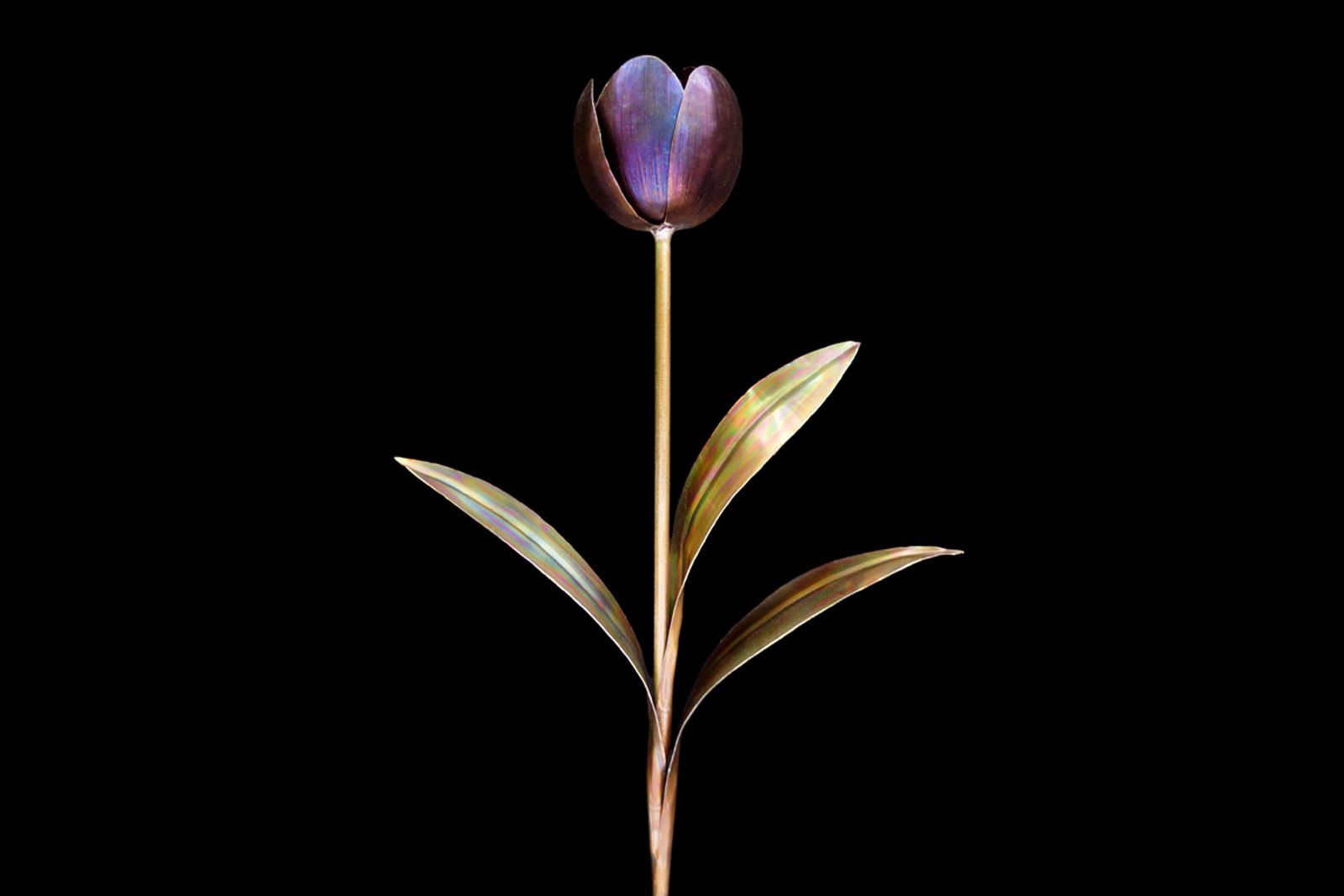 Handmade stainless steel tulip sculpture shown in partially closed bloom, flame-painted with rich patina color spectrum.