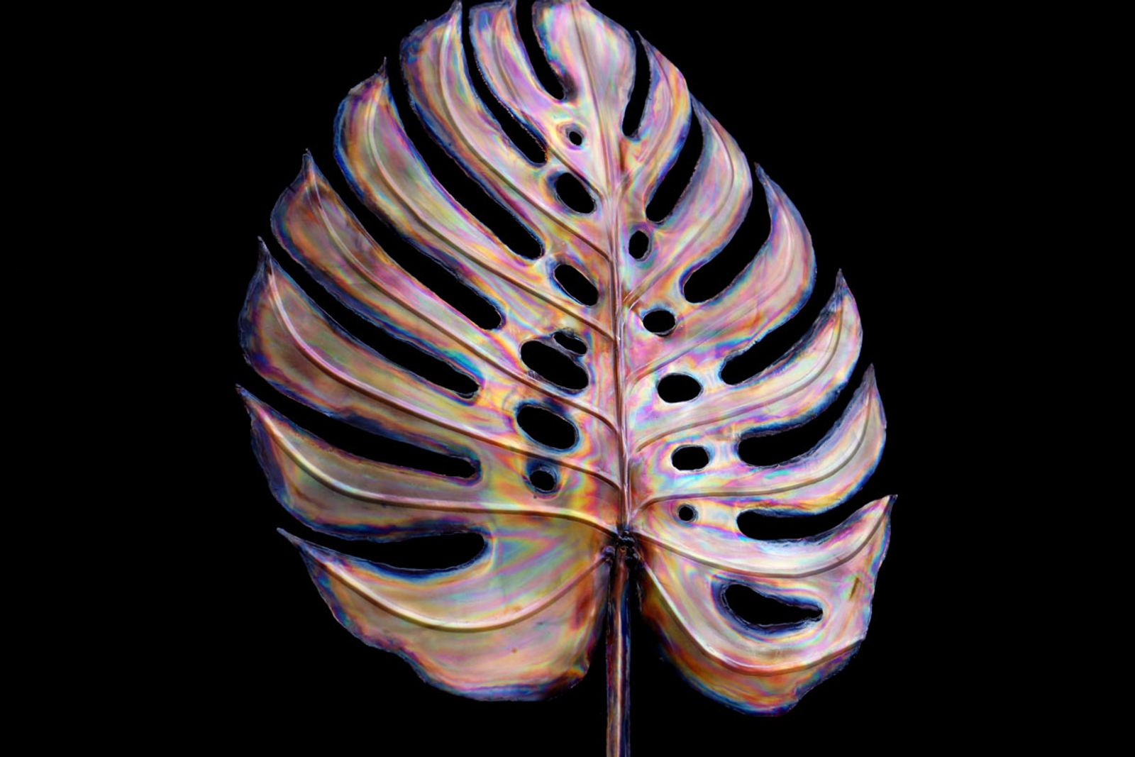 Stainless colorful monstera leaf close up