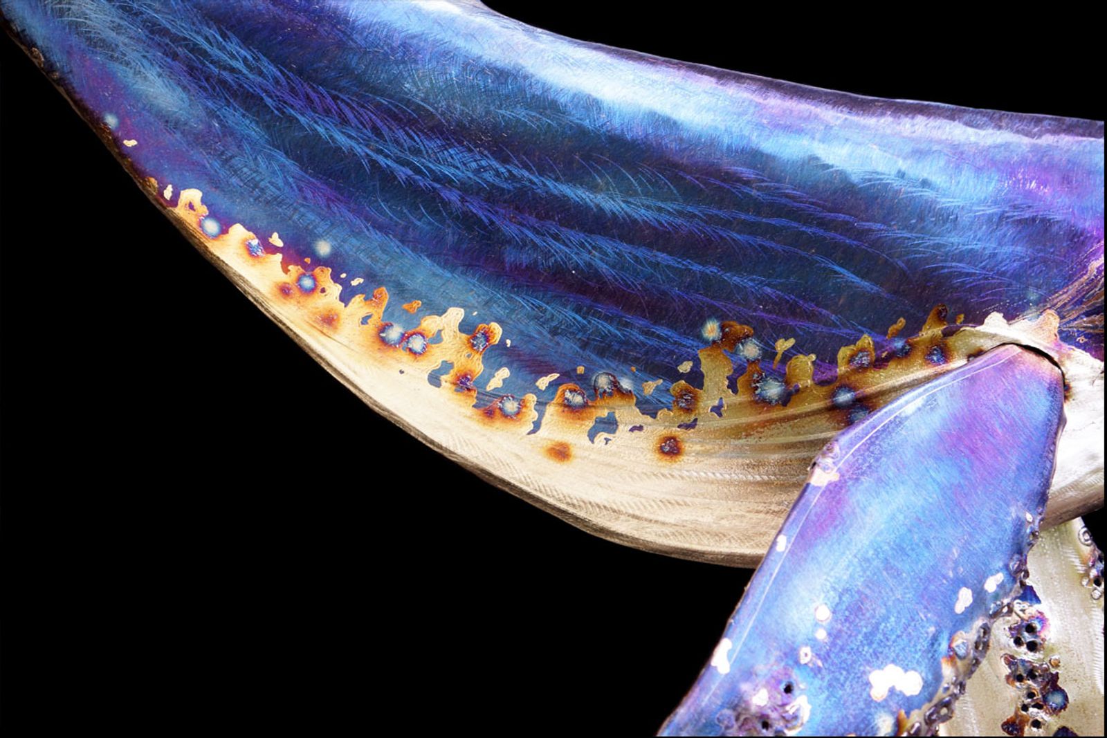 Body close up from metal humpback whale sculpture