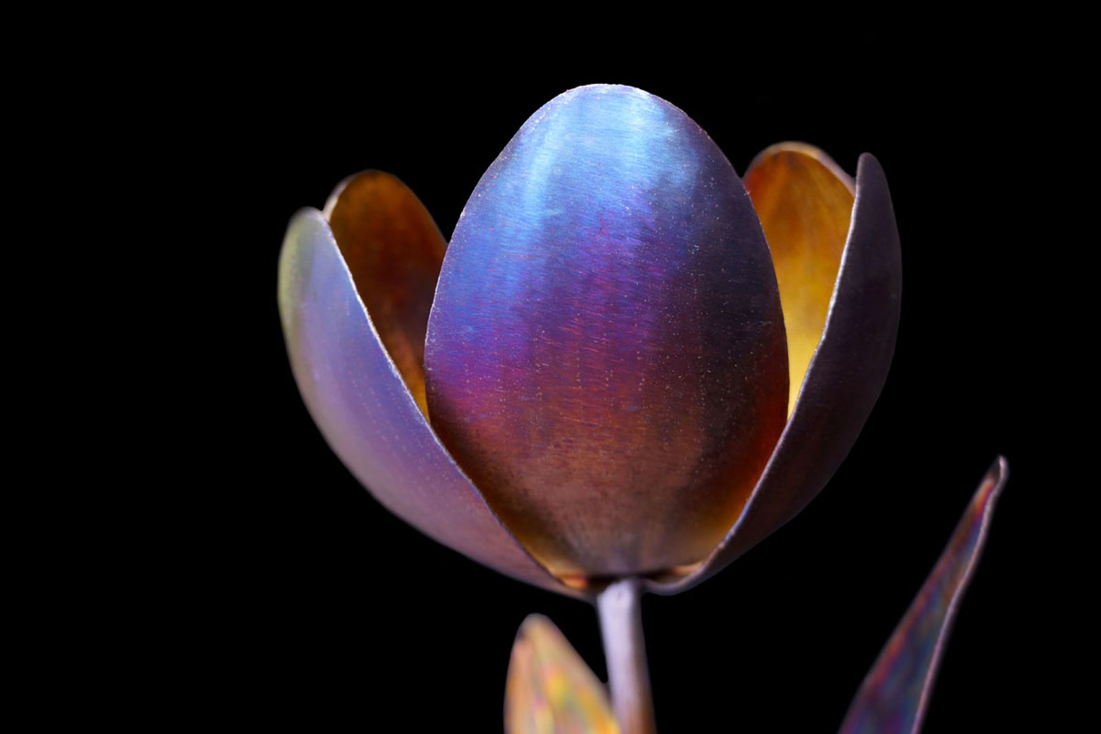 Side view of tulip bloom in stainless steel, showing vibrant flame-born blues and purples with subtle grinder textures.