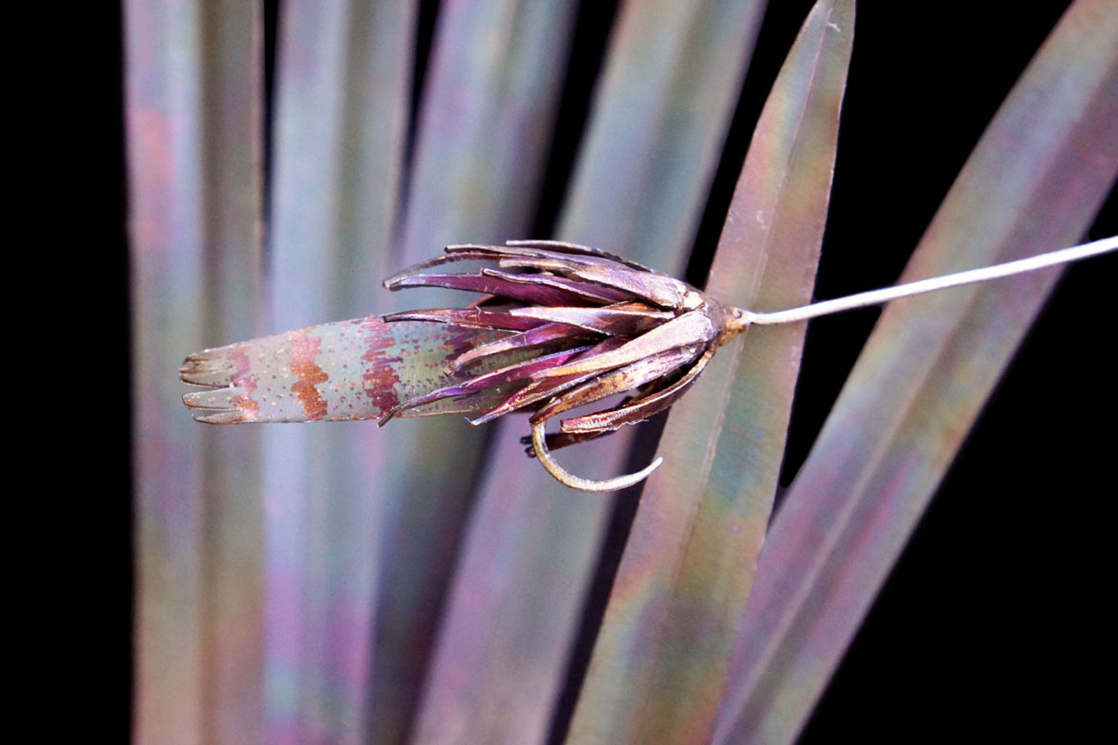Closeup of stainless steel fishing lure from red drum underwater scene sculpture.