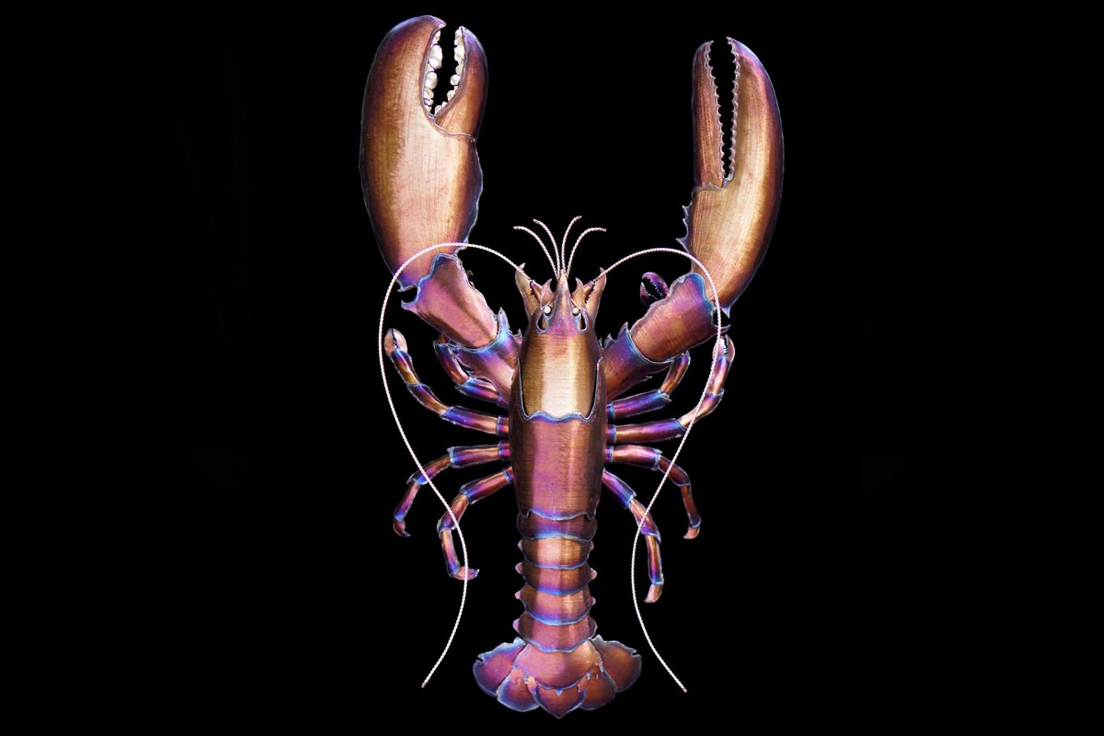 Red Lobster Metal Sculpture by Aiden Dale