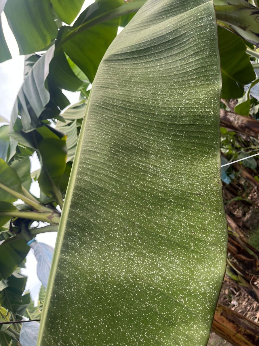 Cobertura de fumigación con dron Agras T40