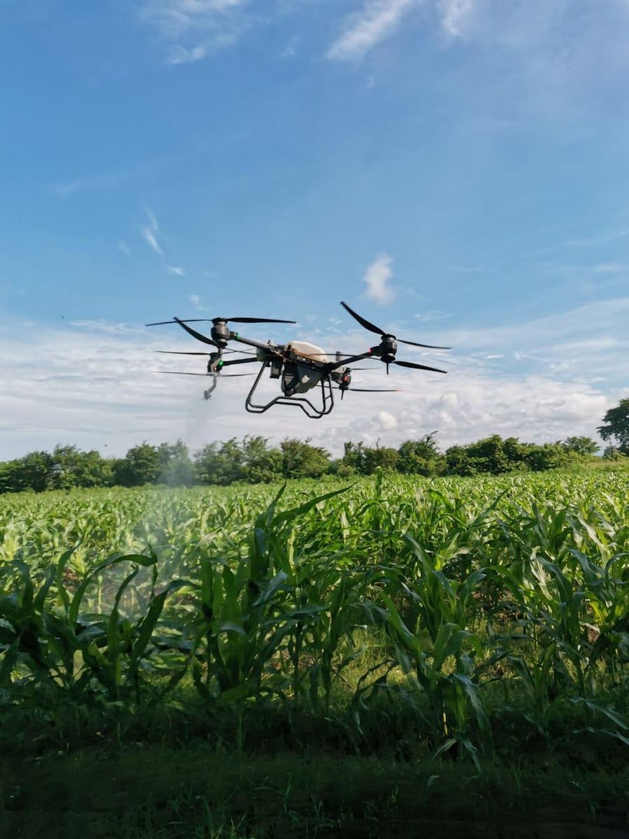 Fumigacion Maiz con DJI Agras T40