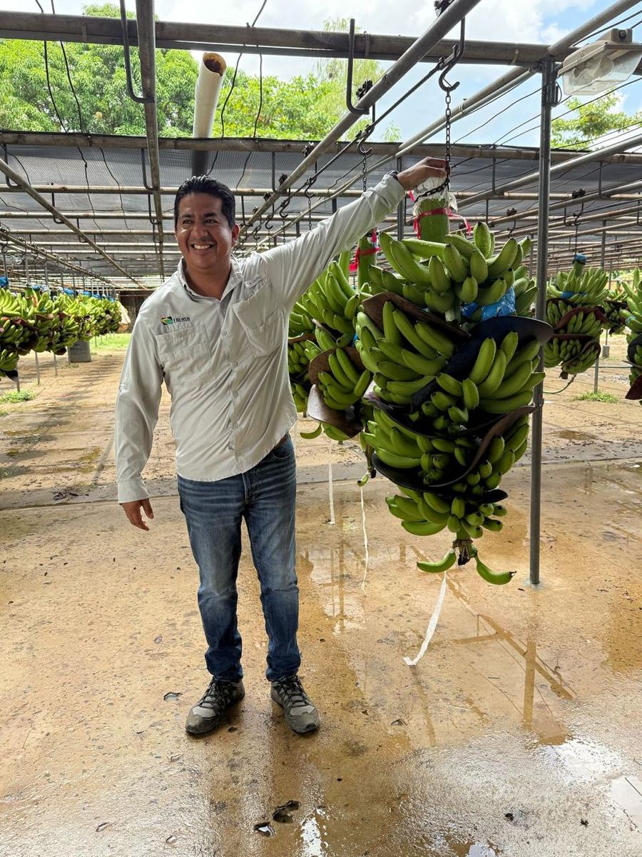 Resultado final producción de banano