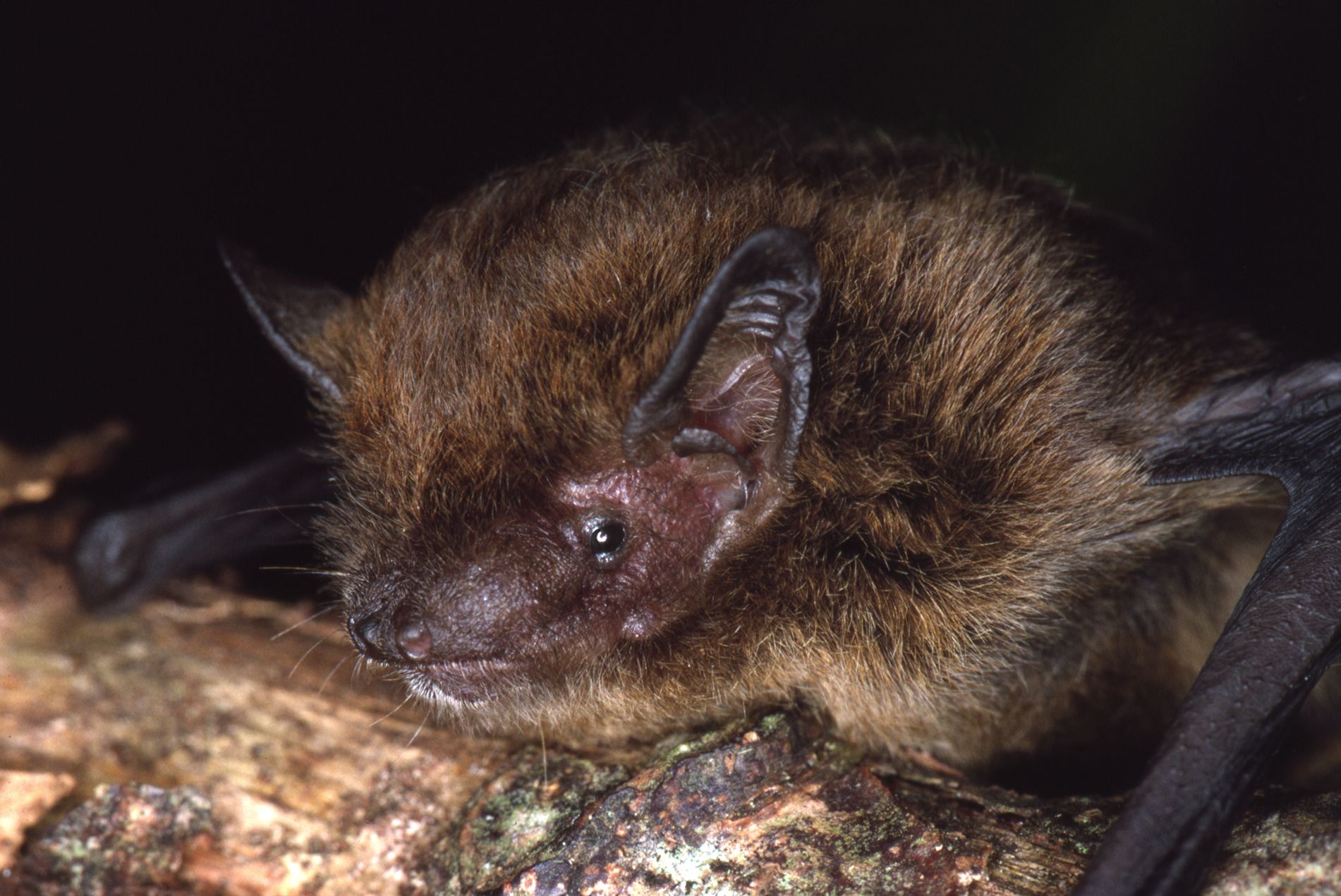 Close up of a micro bat.