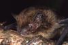Close up of a micro bat.