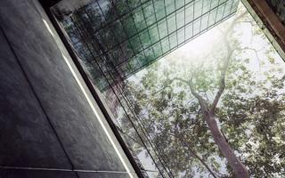 The view from next to a tall building looking directly up towards to the sky at some overhanging trees.