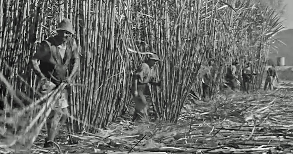 The Cane Cutters | NFSA
