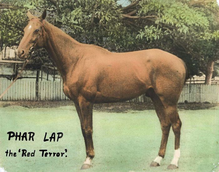 A hand-coloured lobby card depicting Phar Lap with the words 'Phar Lap the 'red terror'' written below.