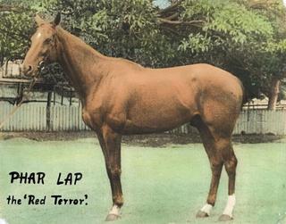 A hand-coloured lobby card depicting Phar Lap with the words 'Phar Lap the 'red terror'' written below.