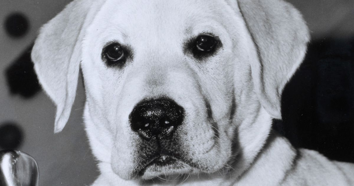 Logie the Labrador Pup Watches over Simon's Logie Awards | NFSA