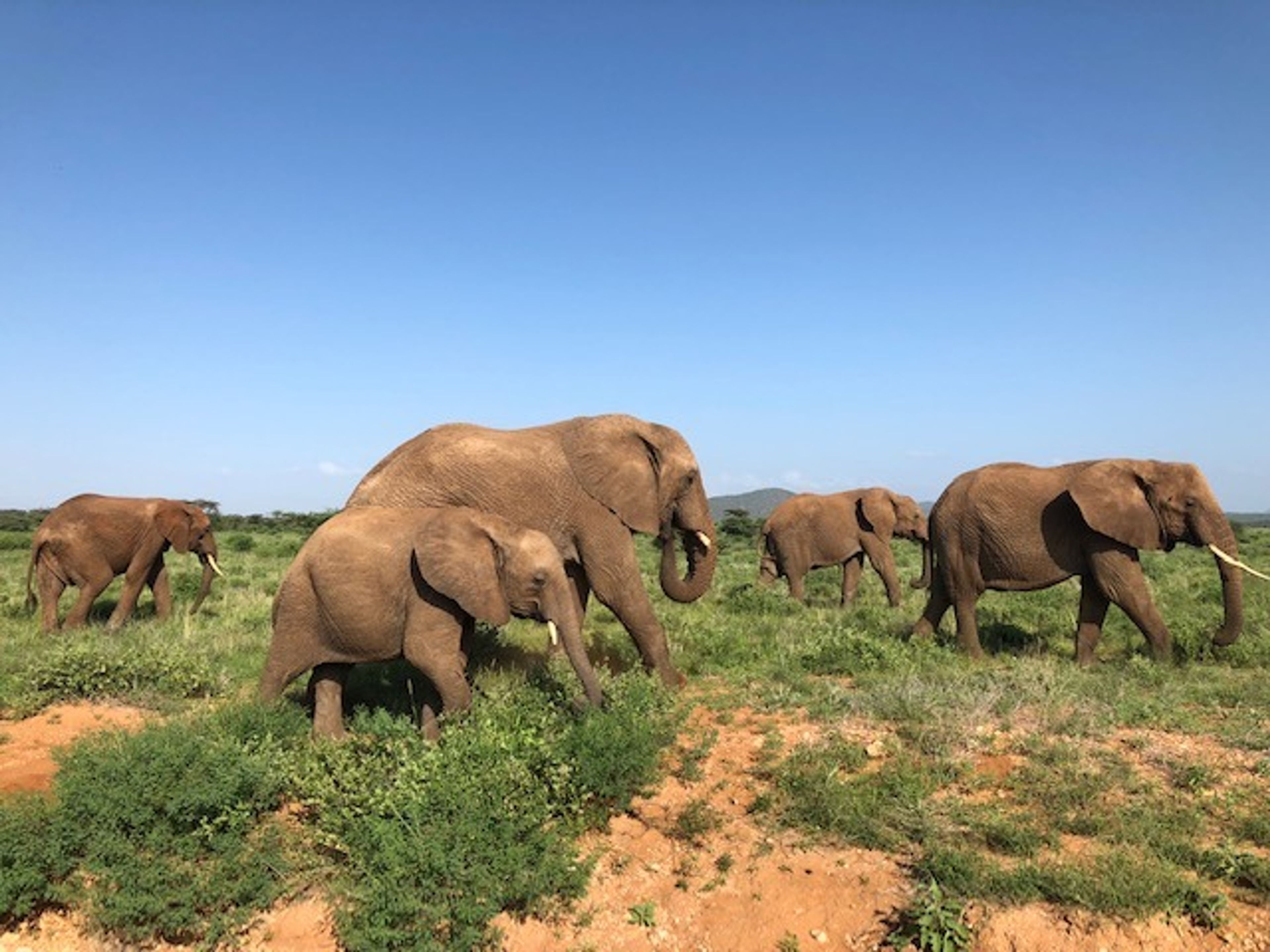 Safari in Kenya