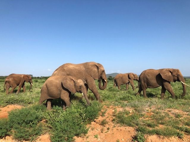 Safari in Kenya