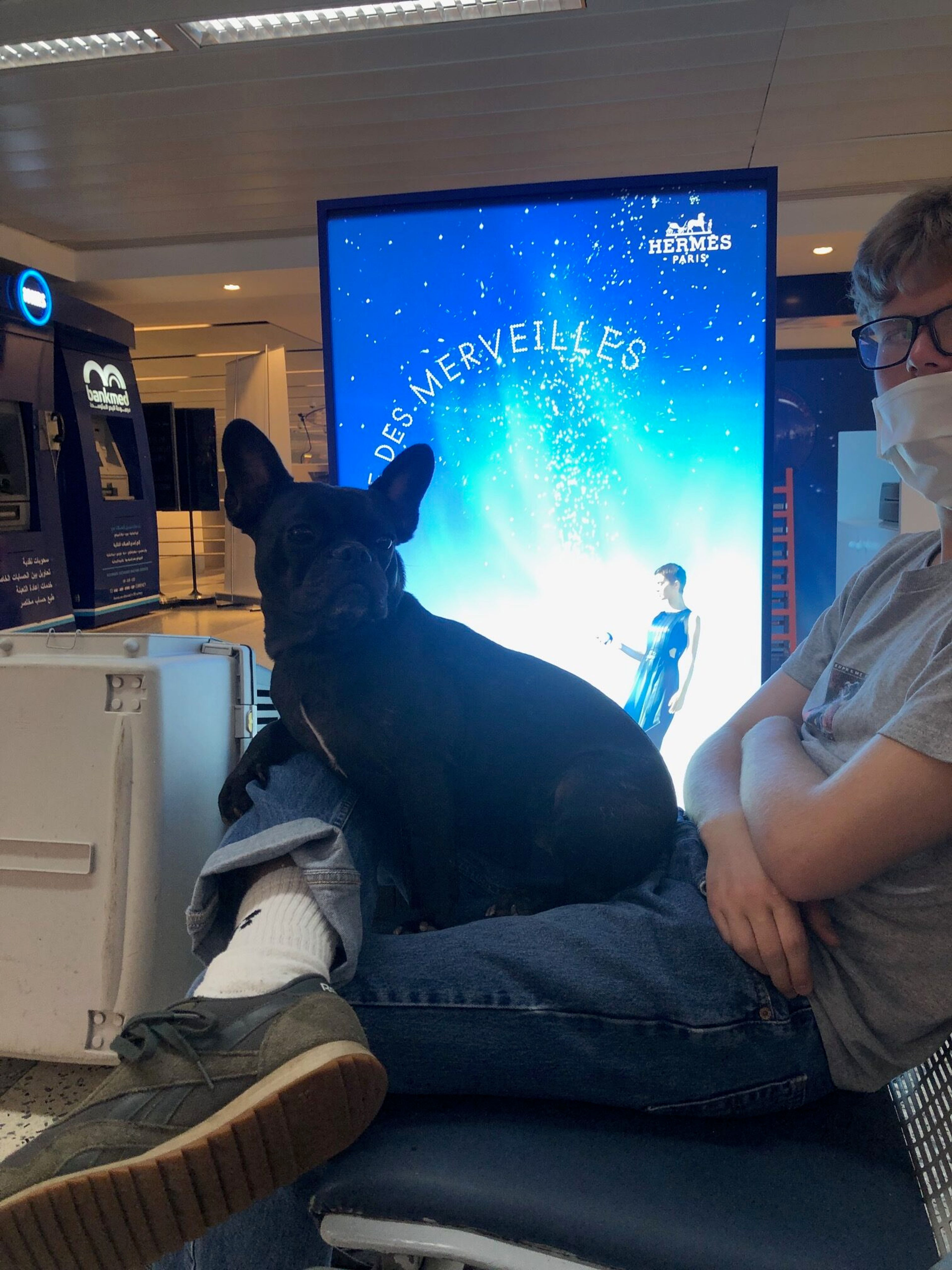 Wie einem Virus und Hund fast die Rückreise vermiesen kann