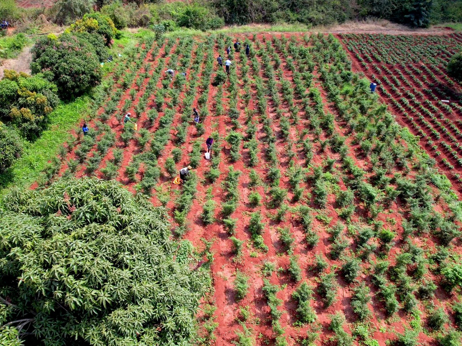 Growers program