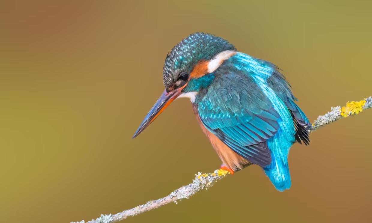 Kingfishers can be spotted in Spiceball Park, Banbury