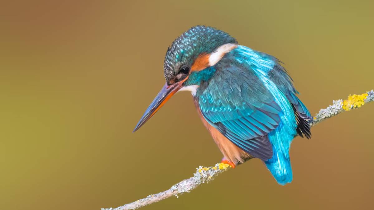 Kingfishers can be spotted in Spiceball Park, Banbury