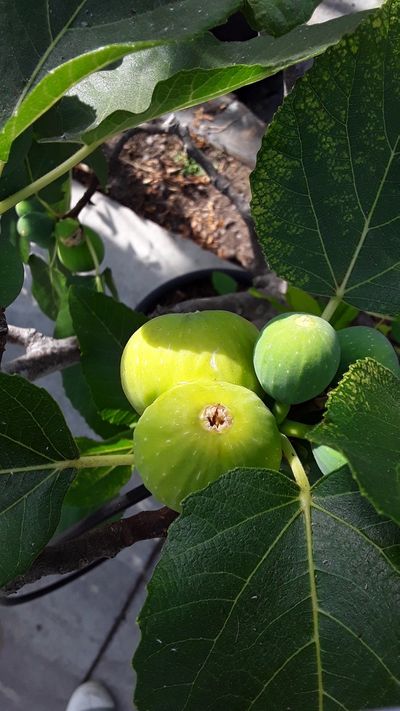 Ficus carica