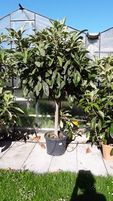 Eriobotrya japonica