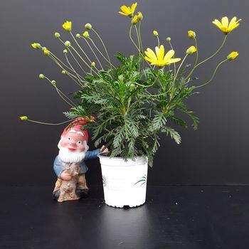 Euryops pectinatus