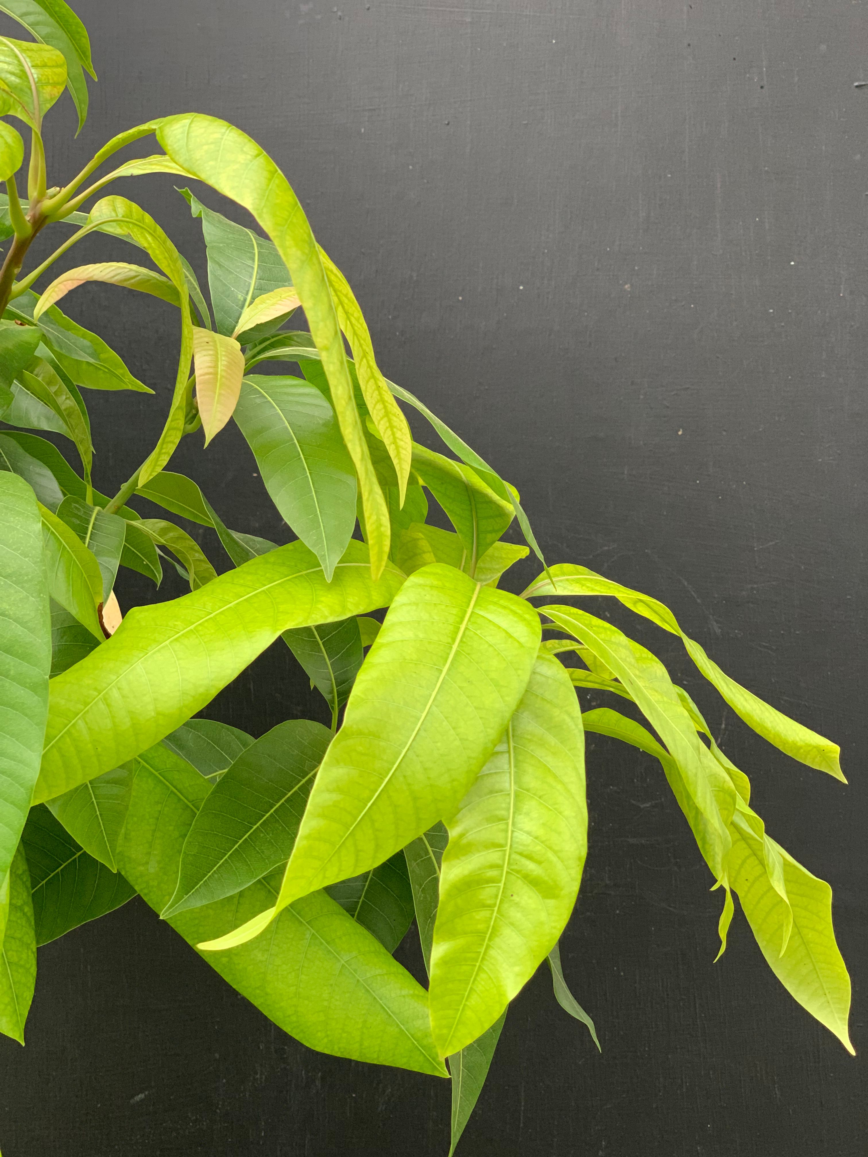 Mangoboom (Mangifera indica) kopen | Tropisch en mediterraan fruit ...