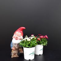 Bellis perennis