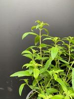 Aloysia tryphilla