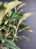 Eriobotrya japonica