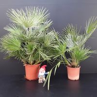 Chamaerops humilis