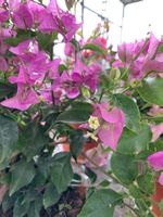 Bougainvillea