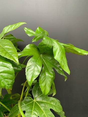 Fatsia Japonica