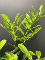 Citrus Hystrix