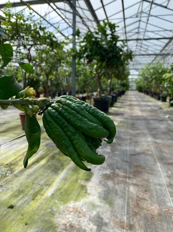 Citrus medica var. 'Sarcodactylis'