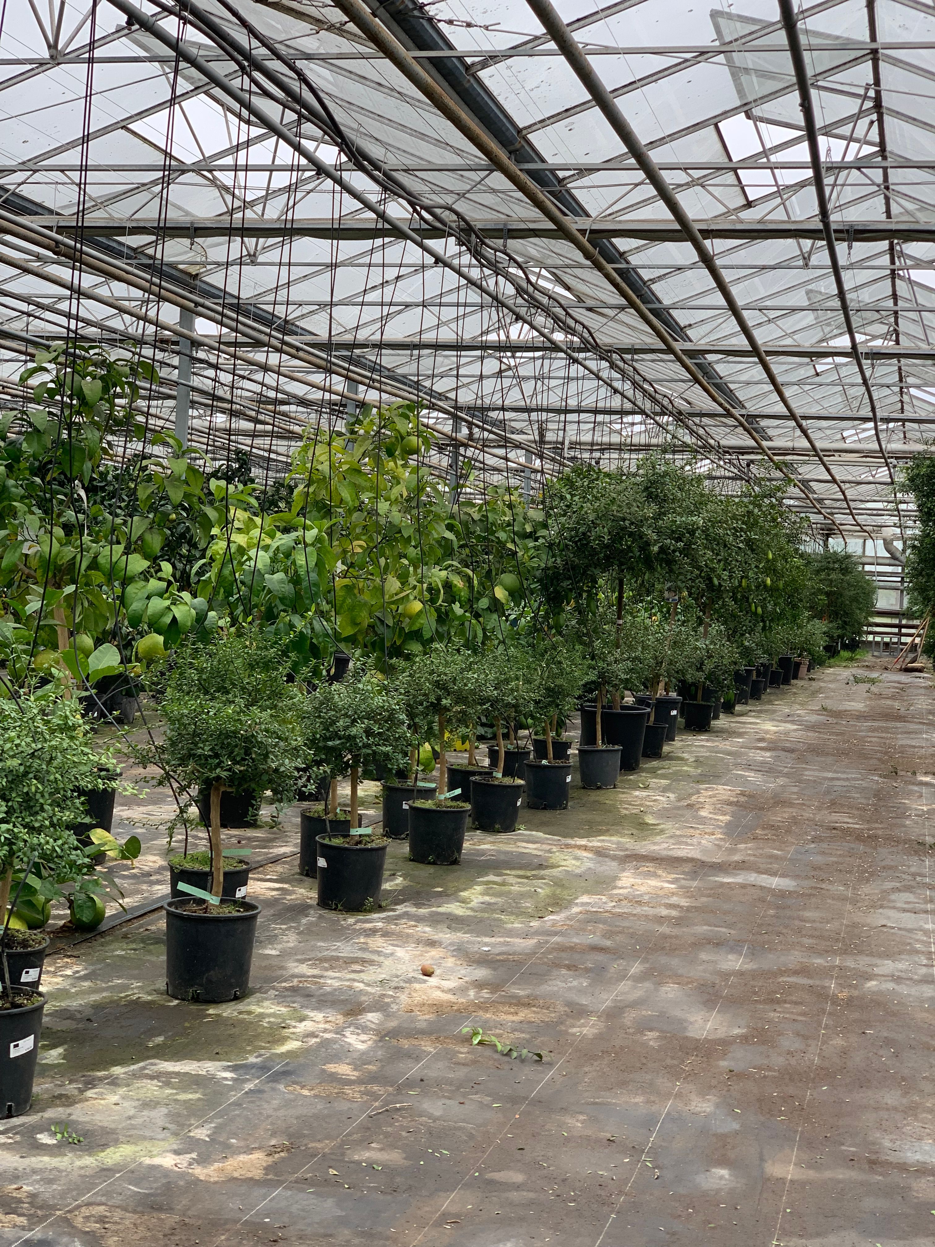 Overwintering van planten service illustration